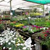 Spring Has Sprung - Ansa's Lifestyle Nursery - Lifestyle Centre Bredasdorp
