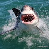 great white sharks