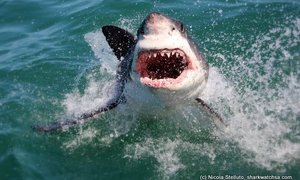 Photo of the day - Leaping sharks!