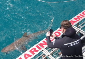 Daily Blog 13 November 2019 | White Shark Diving Gansbaai