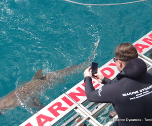 Daily Blog 13 November 2019 | White Shark Diving Gansbaai