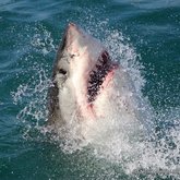 great white sharks Marine Dynamics