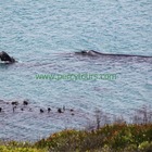 Whale Watching - Percy Tours - Hermanus Whale Watching - Percy Tours - Hermanus