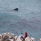 Whale Watching - Percy Tours - Hermanus Whale Watching - Percy Tours - Hermanus