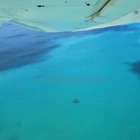 Whale Watching - Percy Tours - Hermanus Whale Watching - Percy Tours - Hermanus