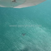 Whale Watching - Percy Tours - Hermanus