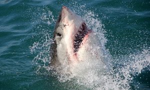 great white sharks Marine Dynamics
