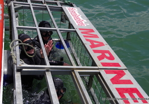 Daily Blog 19 November 2019 | White Shark Diving Gansbaai