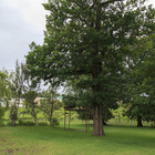 Vegetation - Napier Vegetation - Napier