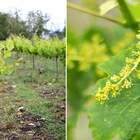 Wines - Napier Wines - Napier