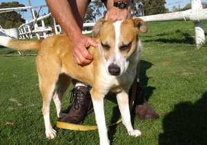 Meisiekind - Mixed Breed up for Adoption