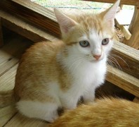 Bubbly & Flora - Female Kittens up for Adoption