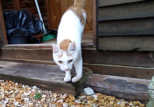 Crivens & Feegle - Male Cats up for Adoption