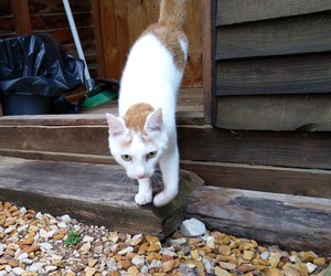 Crivens & Feegle - Male Cats up for Adoption