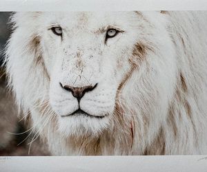 Online Fundraising Auction