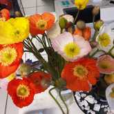 Agulhas - Tolbos Struisbaai - Flowers