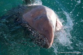 Daily Blog 05 December 2019 | Shark Cage Diving Gansbaai