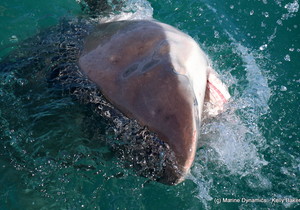 Daily Blog 05 December 2019 | Shark Cage Diving Gansbaai