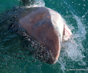 Daily Blog 05 December 2019 | Shark Cage Diving Gansbaai