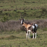 Nuwejaars Special Management Area