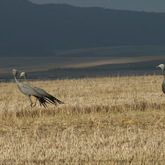 Bredasdorp - Nuwejaars Special Management Area