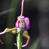 Nuwejaars Special Management Area