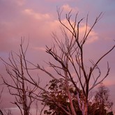 Lady-stanford-birds-sunset