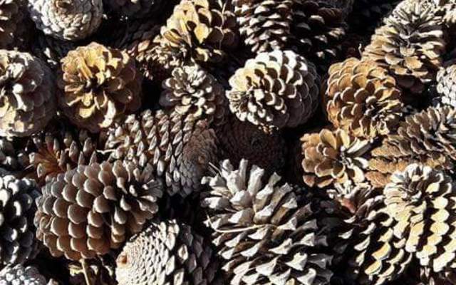 WhatsApp_Image_2019_12_10_at_08.14.39_1575969914