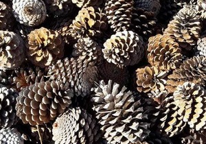 Produkte Beskikbaar by Fynbos Pole Depot Bredasdorp