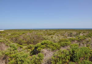 1200 m² Residential Vacant Land For Sale In Romansbaai Estate