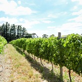 Stanford - Welgesind Wine Estate - Wine In The Making