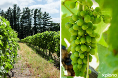 stanford_wine_farm_welgesind_wine_estate_vineyard_1576136358