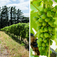 Stanford - Welgesind Wine Estate - Vineyard