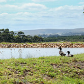 Stanford - Welgesind Wine Estate - Duck Pond