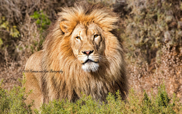 30may18king9_1542796808_1576758980 30may18king9_1542796808_1576758980