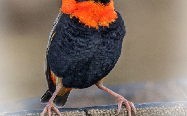 out16_1542796945_1576758979 out16_1542796945_1576758979