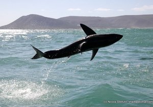 Photo of the day - Breach x2!