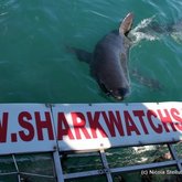 great white sharks Marine Dynamics