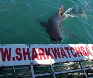 great white sharks Marine Dynamics
