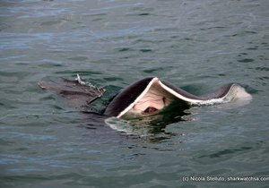 Photo of the day - Singray attacks seal!