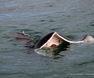 great white sharks Marine Dynamics