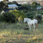 Horses in Napier Horses in Napier