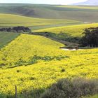 Napier Town Napier Town