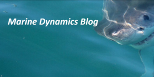 Daily Blog 24 December 2019 | Shark Diving Gansbaai