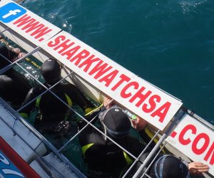Marine Dynamics Shark Cage with people in