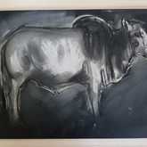 Boran Cattle Sketches - Sara Abbott Studio - Stanford