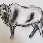 Boran Cattle Sketches - Sara Abbott Studio - Stanford