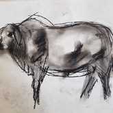 Boran Cattle Sketches - Sara Abbott Studio - Stanford