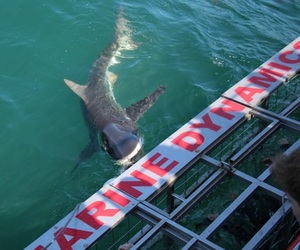 Daily Blog 13 January 2020 | Shark Diving Gansbaai