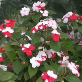 Nursery - Groeneweide Restaurant - Gansbaai